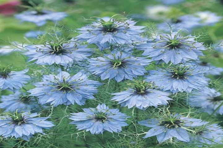 Nigella Blue flower plants 